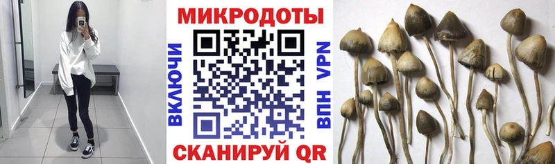 Купить  Дорогобуж  Псилоцибиновые грибы Psilocybe 